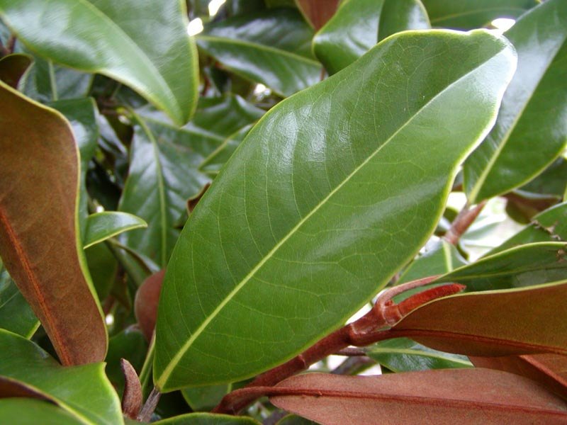 magnolia tree leaves. Bracken Brown Beauty Leaf