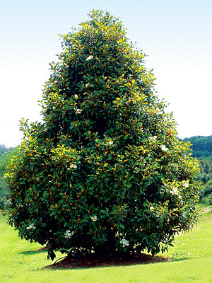 southern magnolia tree pictures. a southern magnolia is now