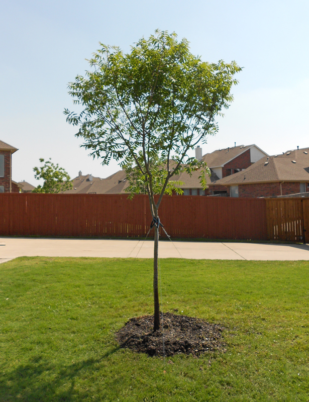 top 28 15 gallon tree cost agathis robusta 15 gallon top 28 15 gallon tree cost agathis robusta 15 gallon