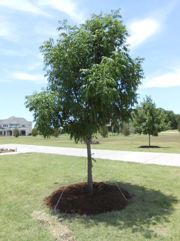 Tree land Nursery - Dallas, Texas - Chinese Pistachio Tree