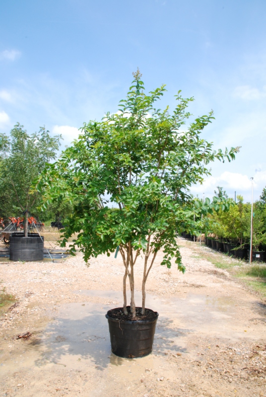30 gallon wax myrtle 30 gallon wax myrtle
