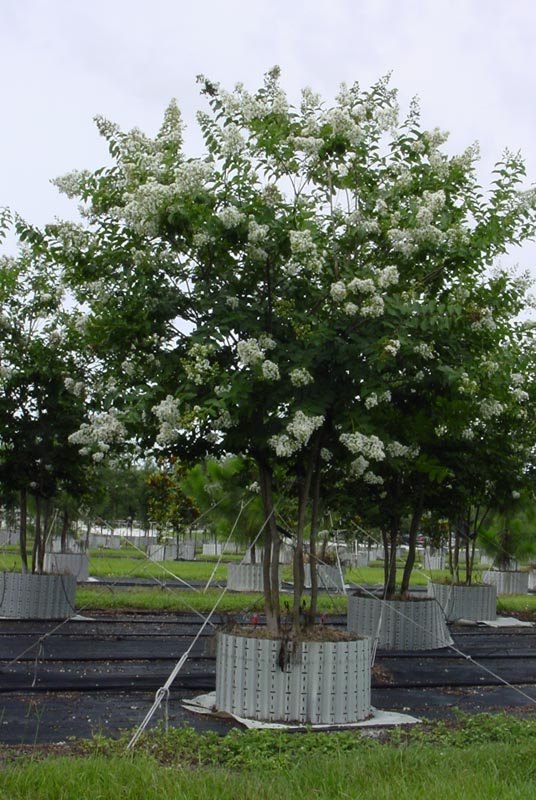 Lagerstroemia Natchez