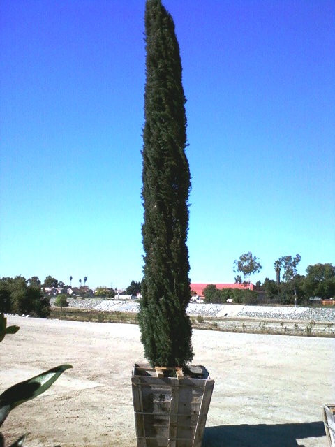 Tree land Nursery - Dallas, TX - Italian Cypress Tree