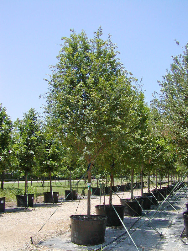 pictures of elm tree bark. Lacebark Elm 95 Gallon