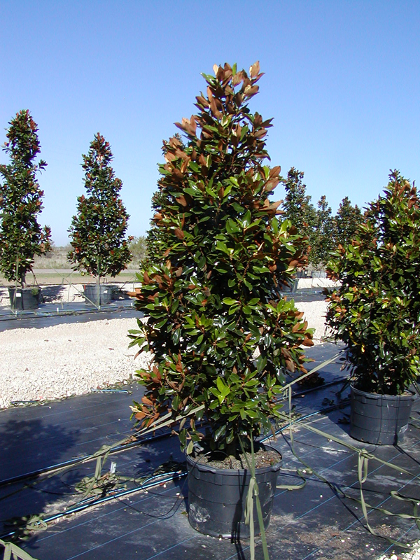 Tree land Nursery - Dallas, Texas - Little Gem Magnolia Tree