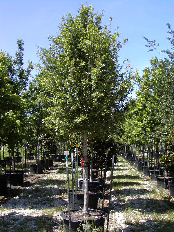 Tree land Nursery - Dallas, Texas - LIVE OAK Tree
