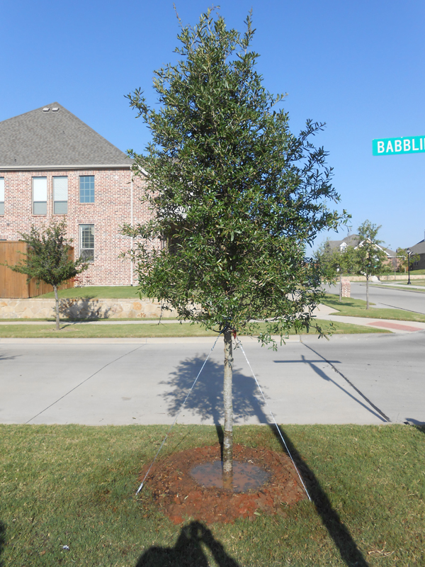 Live Oak Tree - Dallas, Texas - Treeland Nursery
