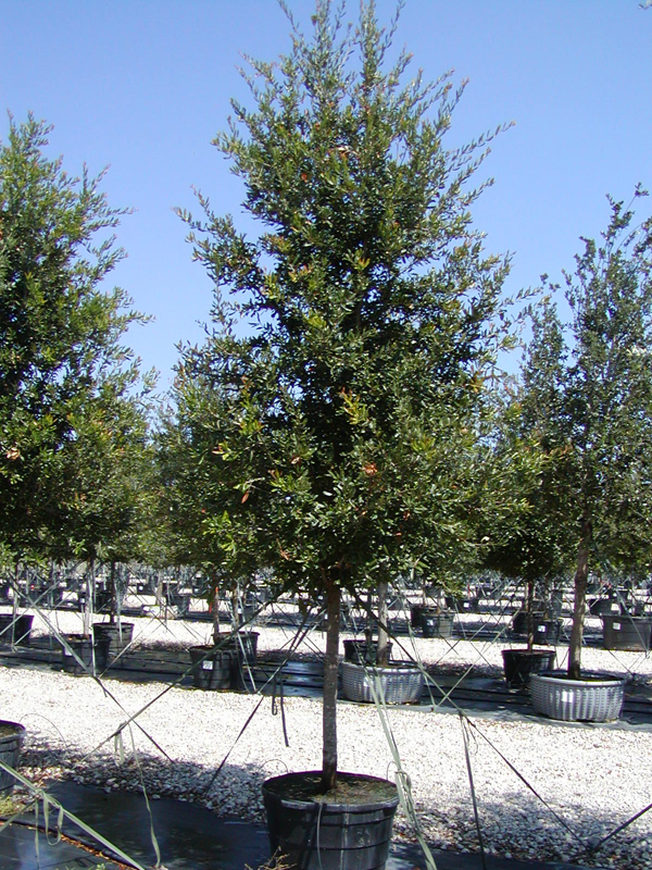 oak tree trees gallon 45 texas evergreen plants landscaping dallas brush