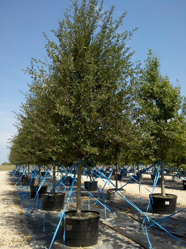Live Oak Tree - Dallas, Texas - Treeland Nursery