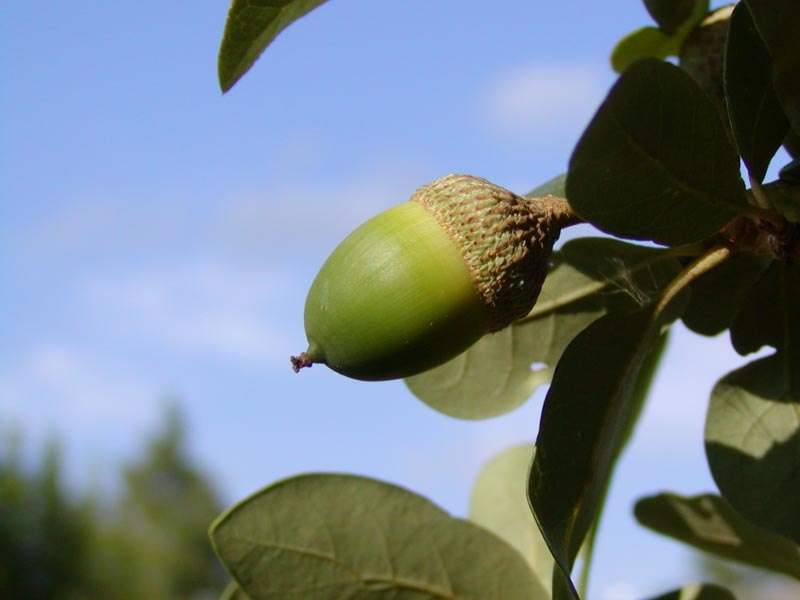 Live Oak Tree - Dallas, Texas - Treeland Nursery
