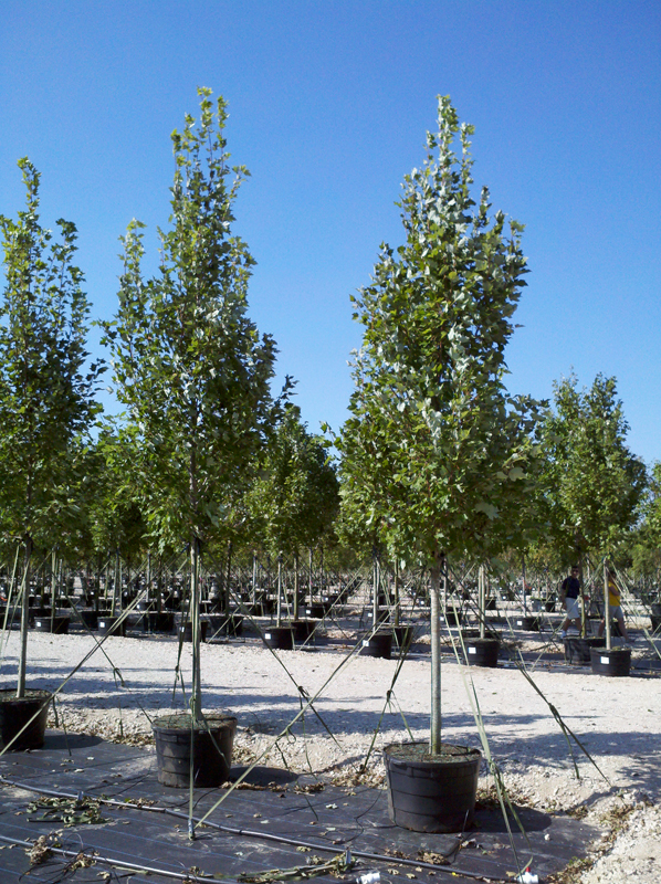 30 gallon maple tree tree land nursery dallas october maple tree 30 gallon maple tree tree land nursery dallas october maple tree