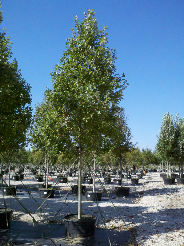 30 gallon maple tree tree land nursery dallas october maple tree 30 gallon maple tree tree land nursery dallas october maple tree