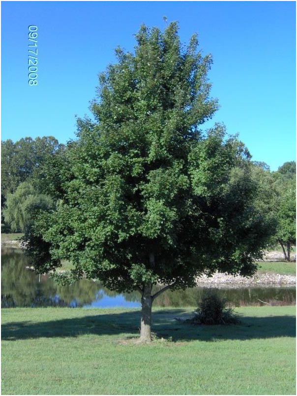 October Glory Maple Tree The October Glory Maple is one of the most popular ... October Glory Maple Mature Lg October Glory Maple Tree The October Glory Maple is one of the most popular ...