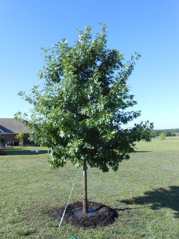 red oak website red oak website