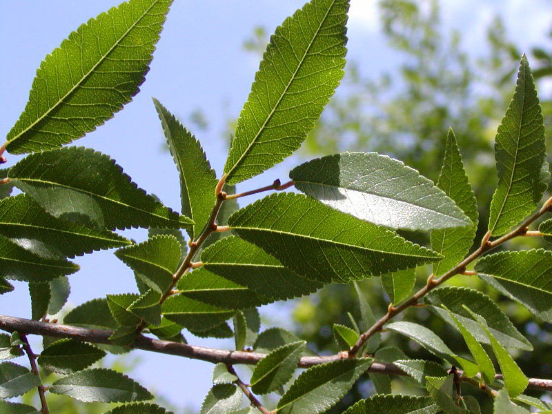 red elm tree pictures. Allee Elm Leaf