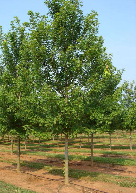 a maple tree