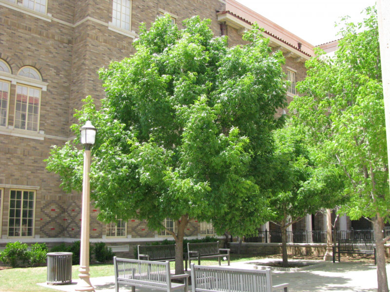 Pistachios Tree