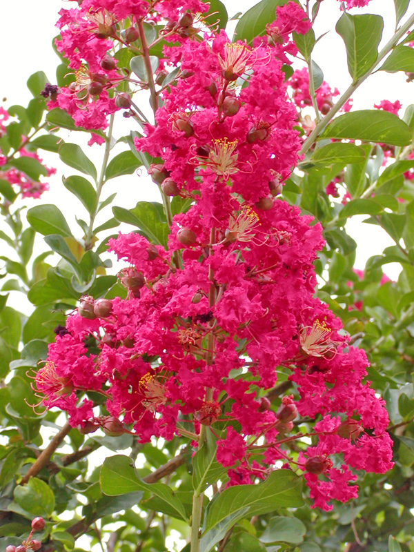 crape myrtle tree