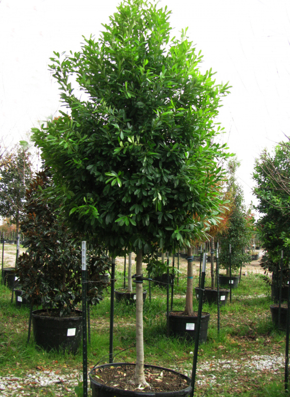 Dahoon Holly Tree