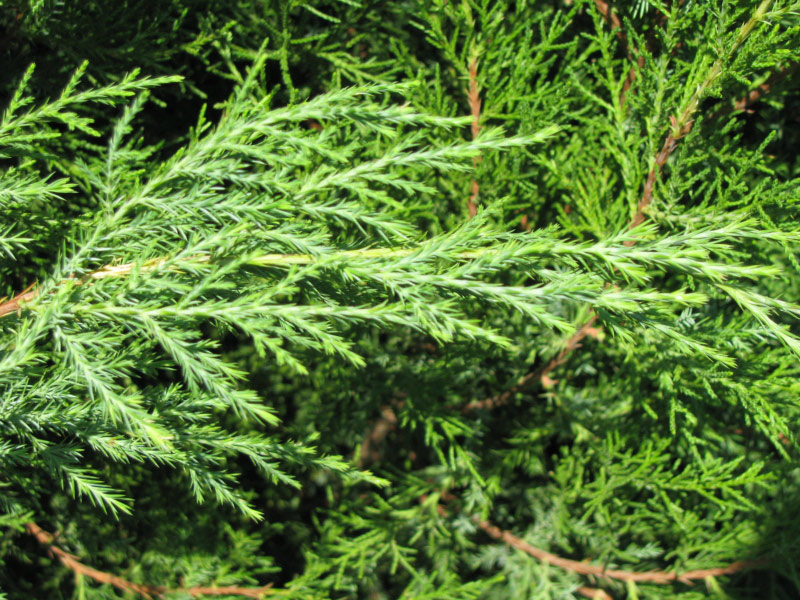 red cedar trees