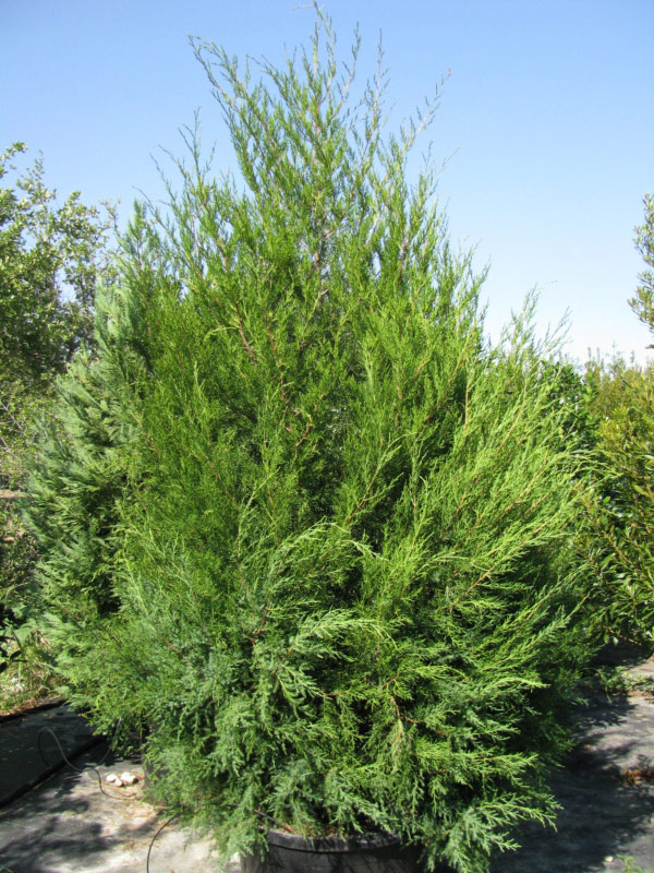 red cedar trees