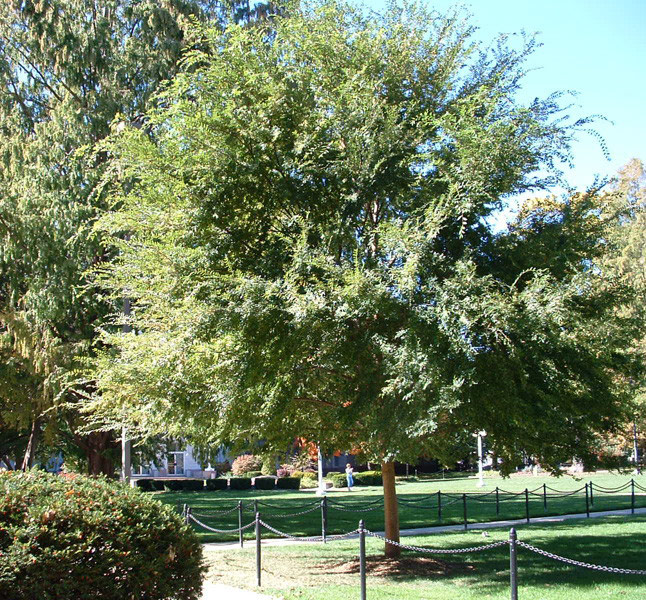 The Lacebark Elm is native to elm tree pictures. The Lacebark Elm is native to