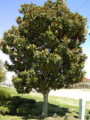 magnolia tree. Little Gem Magnolia Mature