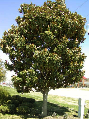 Little Gem Magnolia Mature magnolia tree. Little Gem Magnolia Mature