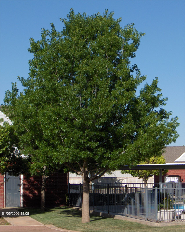red oak website red oak website