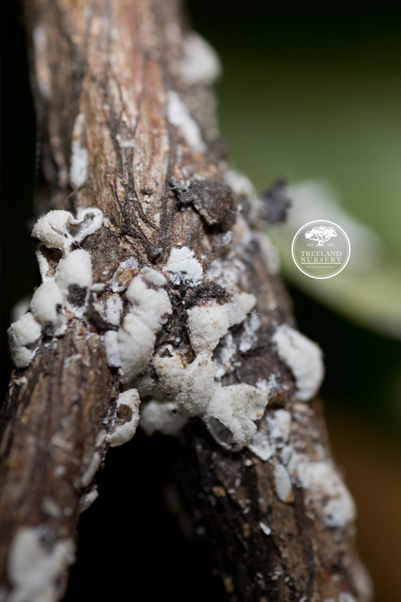 Bark scale on crape myrtle branch