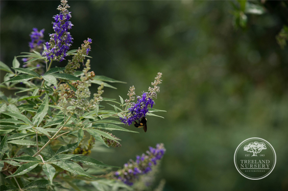 Dark Purple Flowers on 'Delta Blue' Vitex