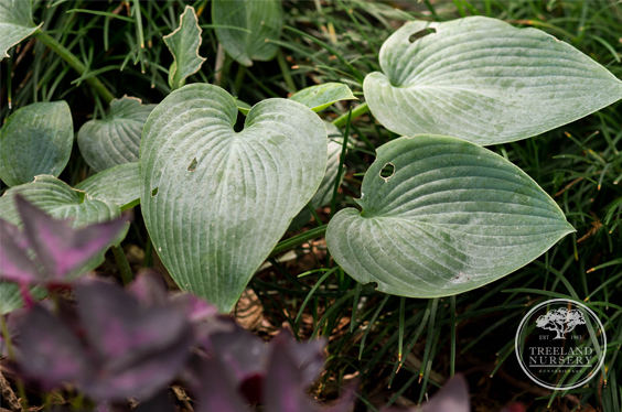 slugs eating my hostas