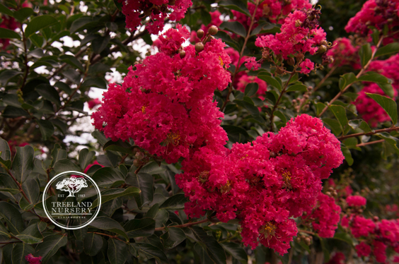 Tuscarora Crape Myrtle Flower