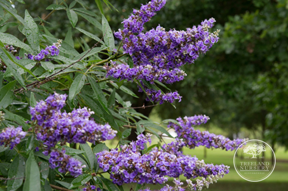 purple tree flower