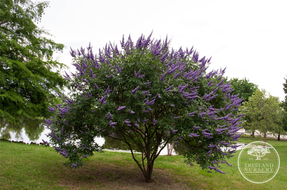 Vitex 'Shoal Creek' landscaped in front of pond