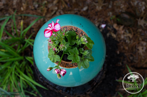 plant a geranium - down-under-pot-treeland-nursery
