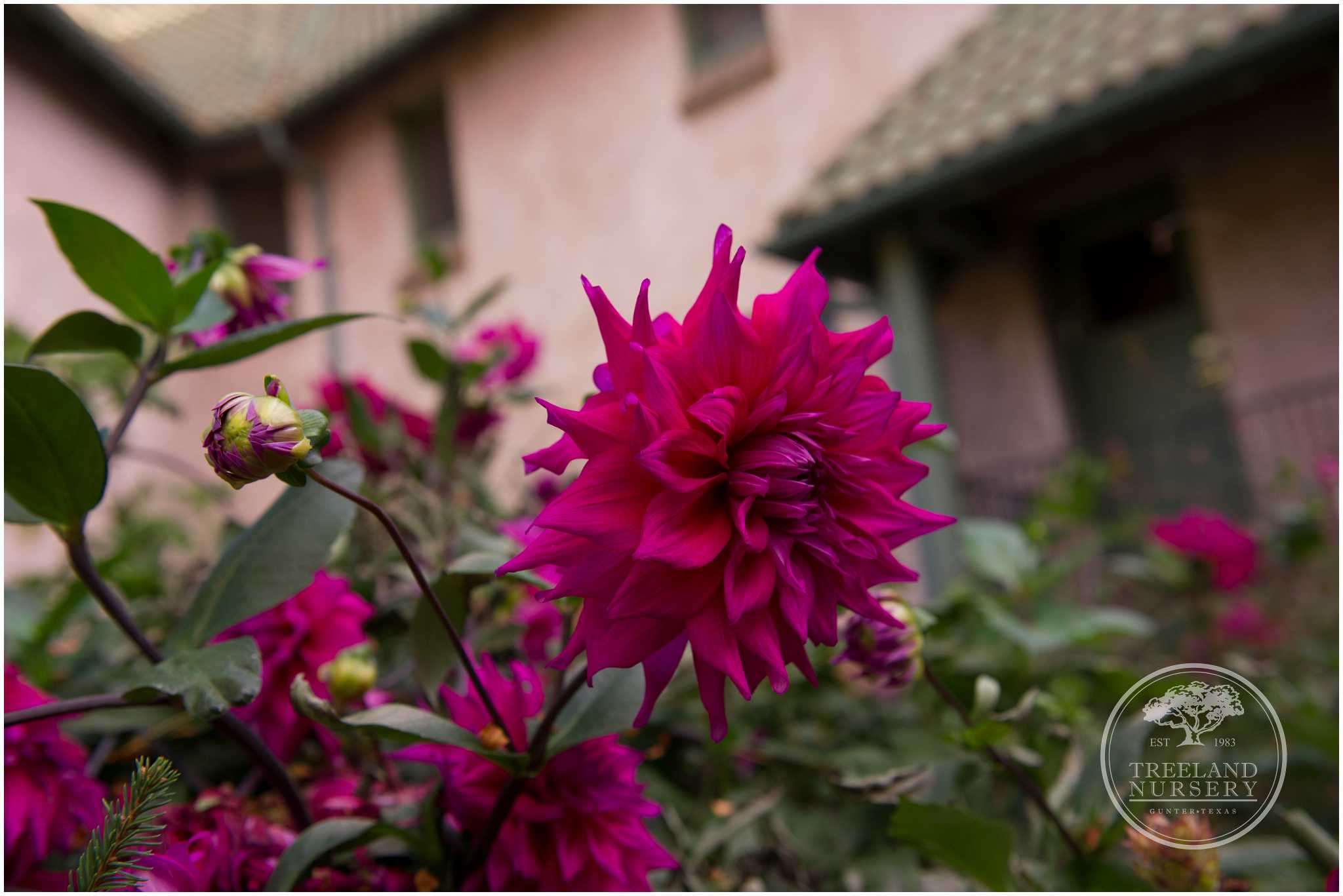 Denver Botanical Garden Dahlias