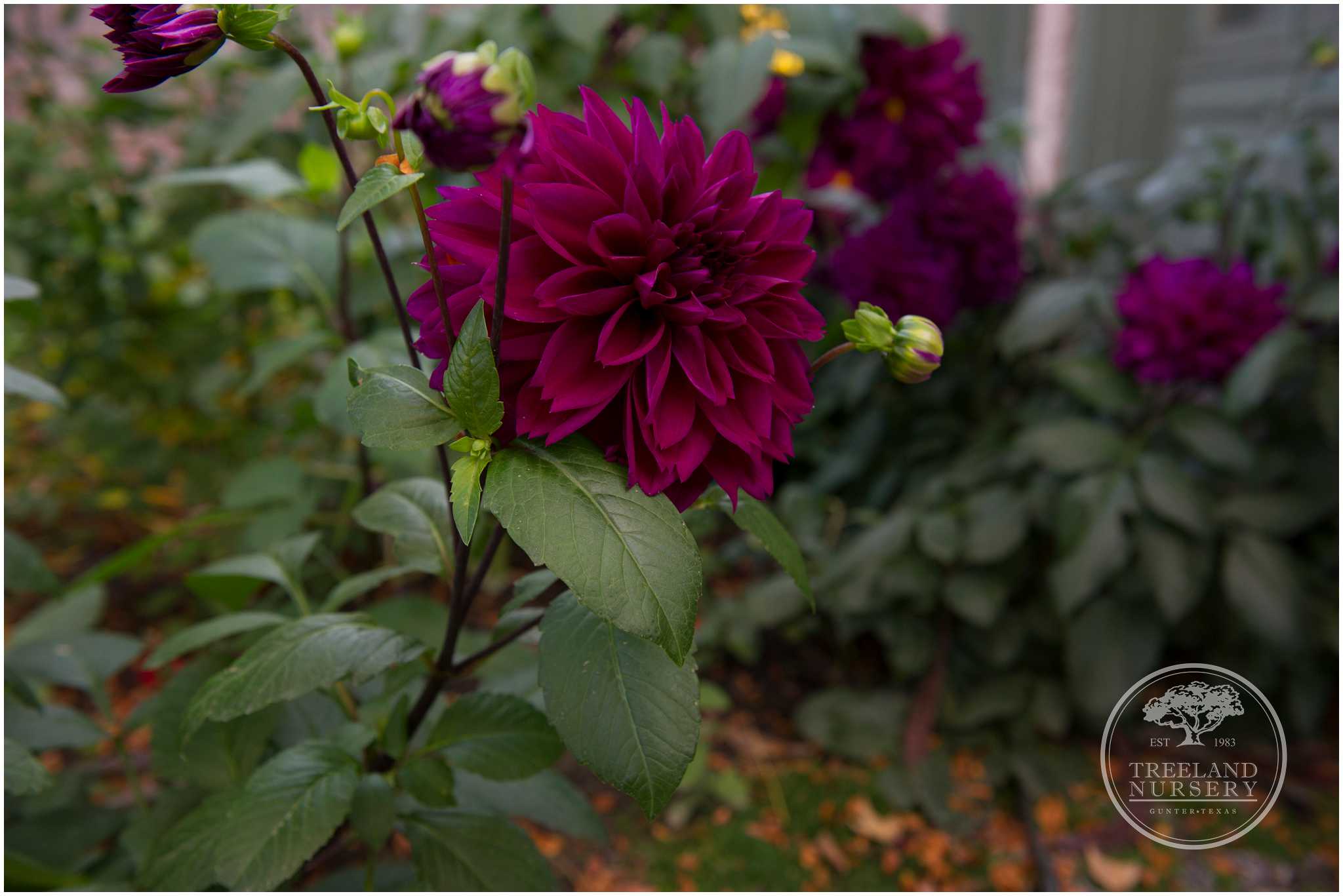 Denver Botanical Garden Dahlias