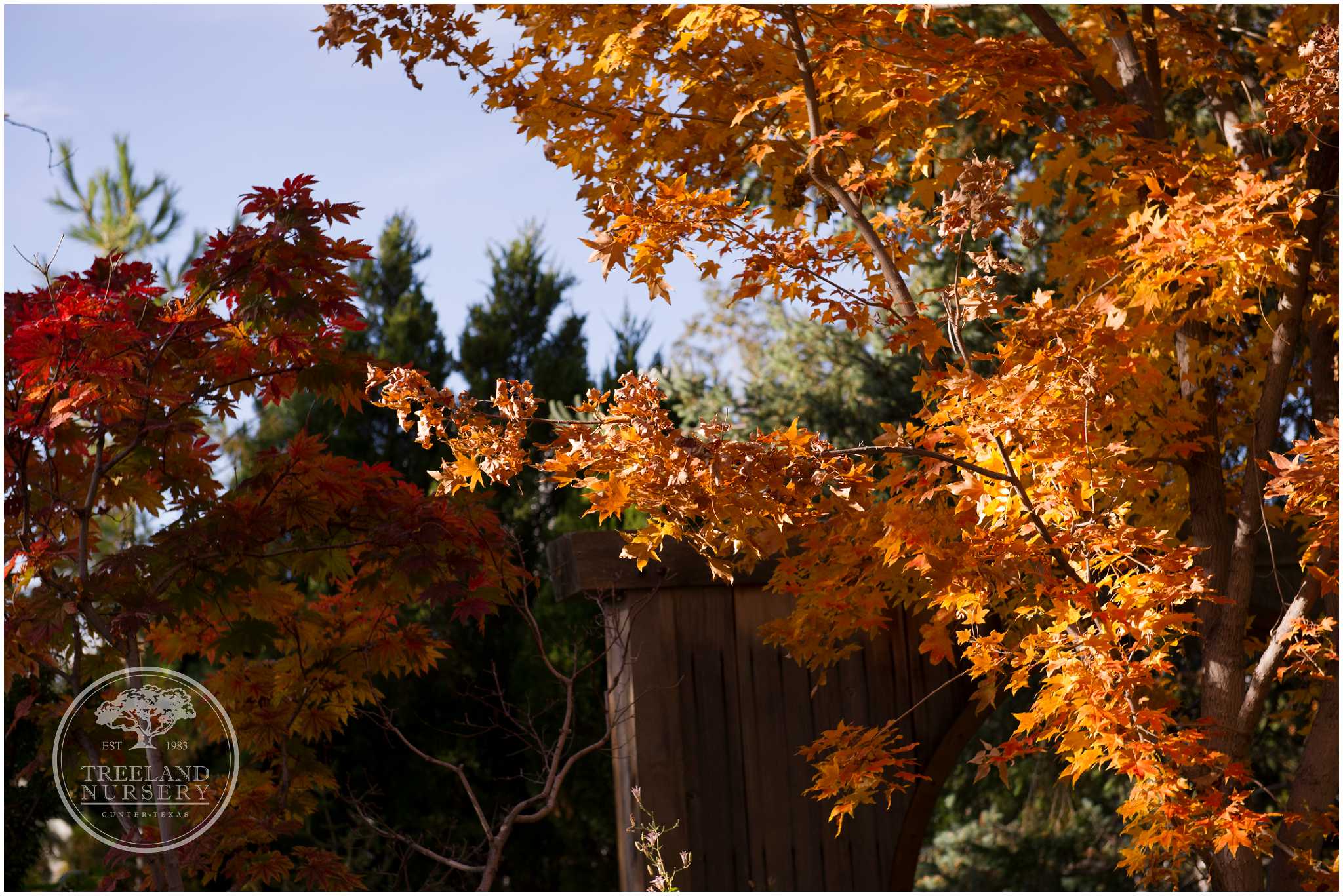 Fall Colors at the Denver Botanical Garden