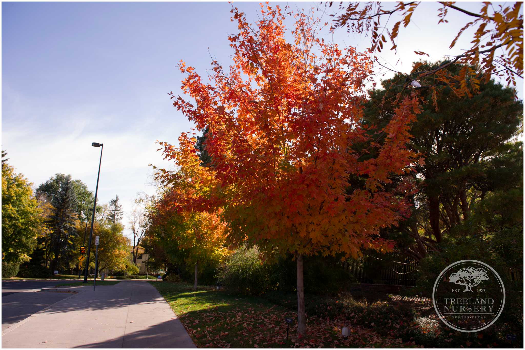 Fall Colors at the Denver Botanical Garden
