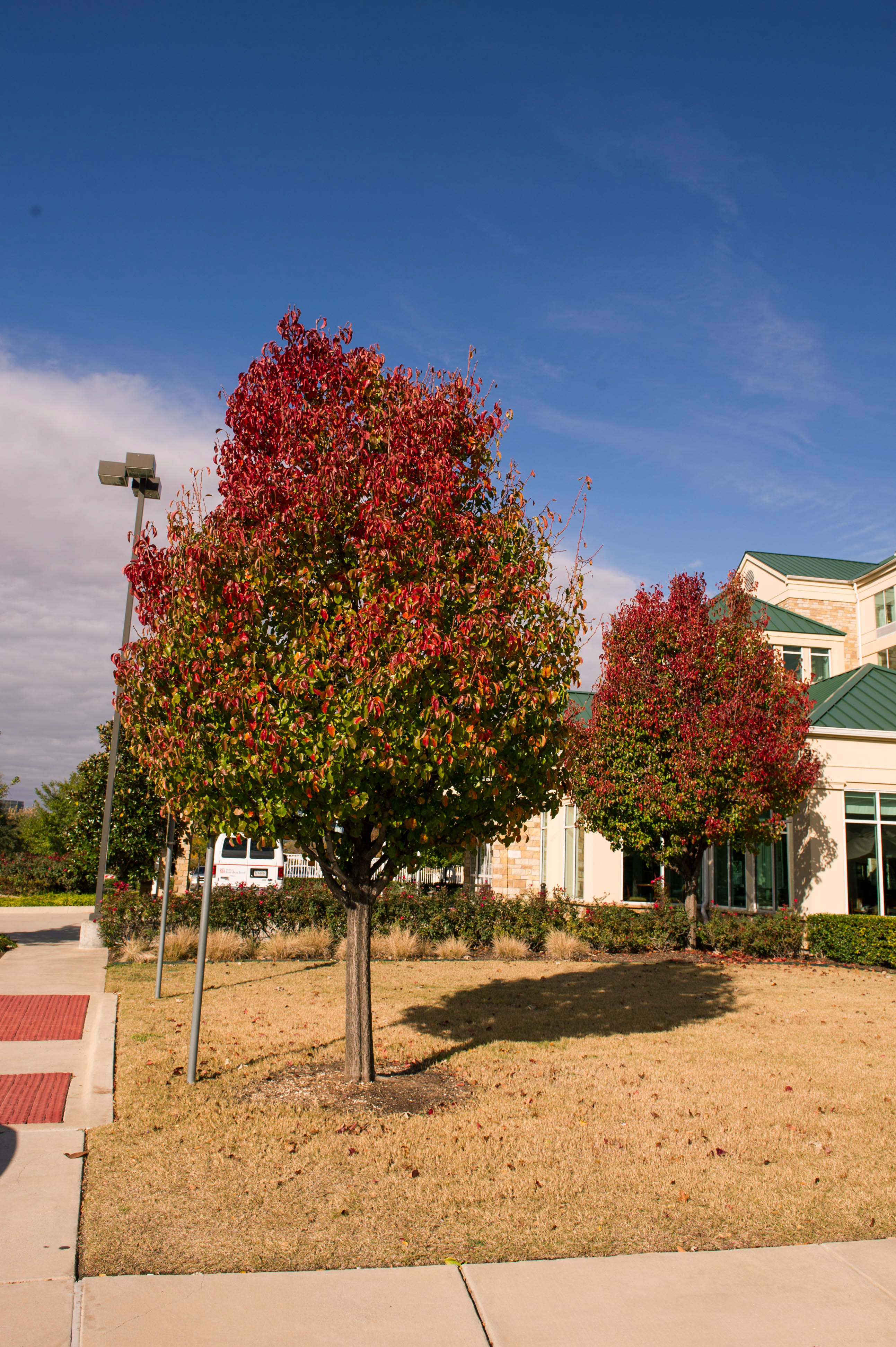 Cleveland Select Pear - Starting to turn it's Fall colors. Frisco, TX