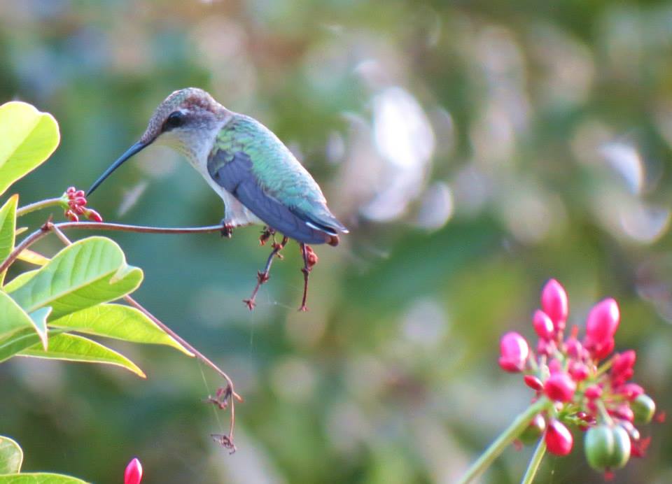 Photographed by Gay Laurine Nuckolls // Juvenile Male Ruby-Throated Hummingbird