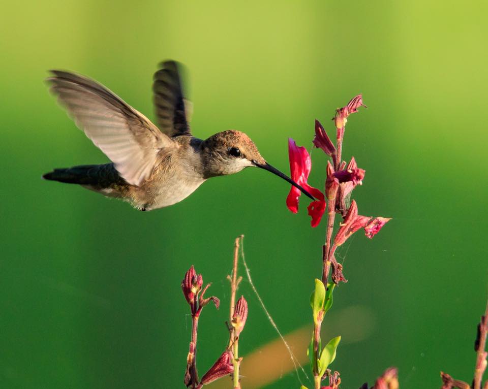 Photo by Sheryl Merritt Burns. 