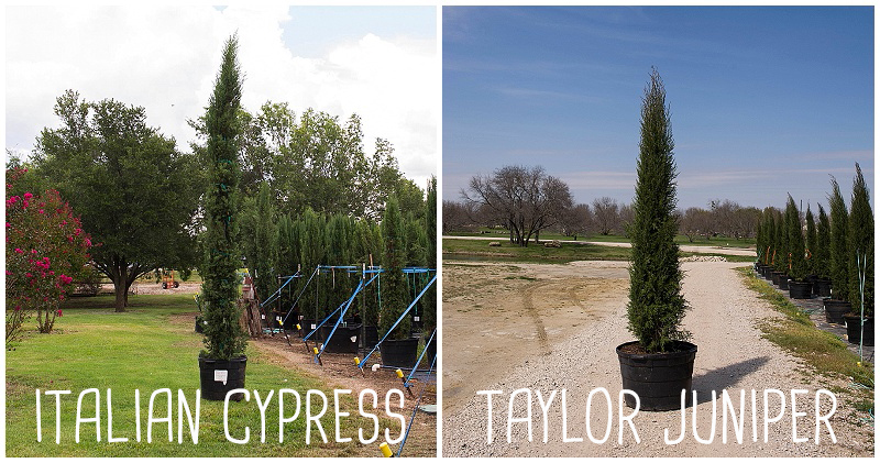 italian cypress vs taylor juniper