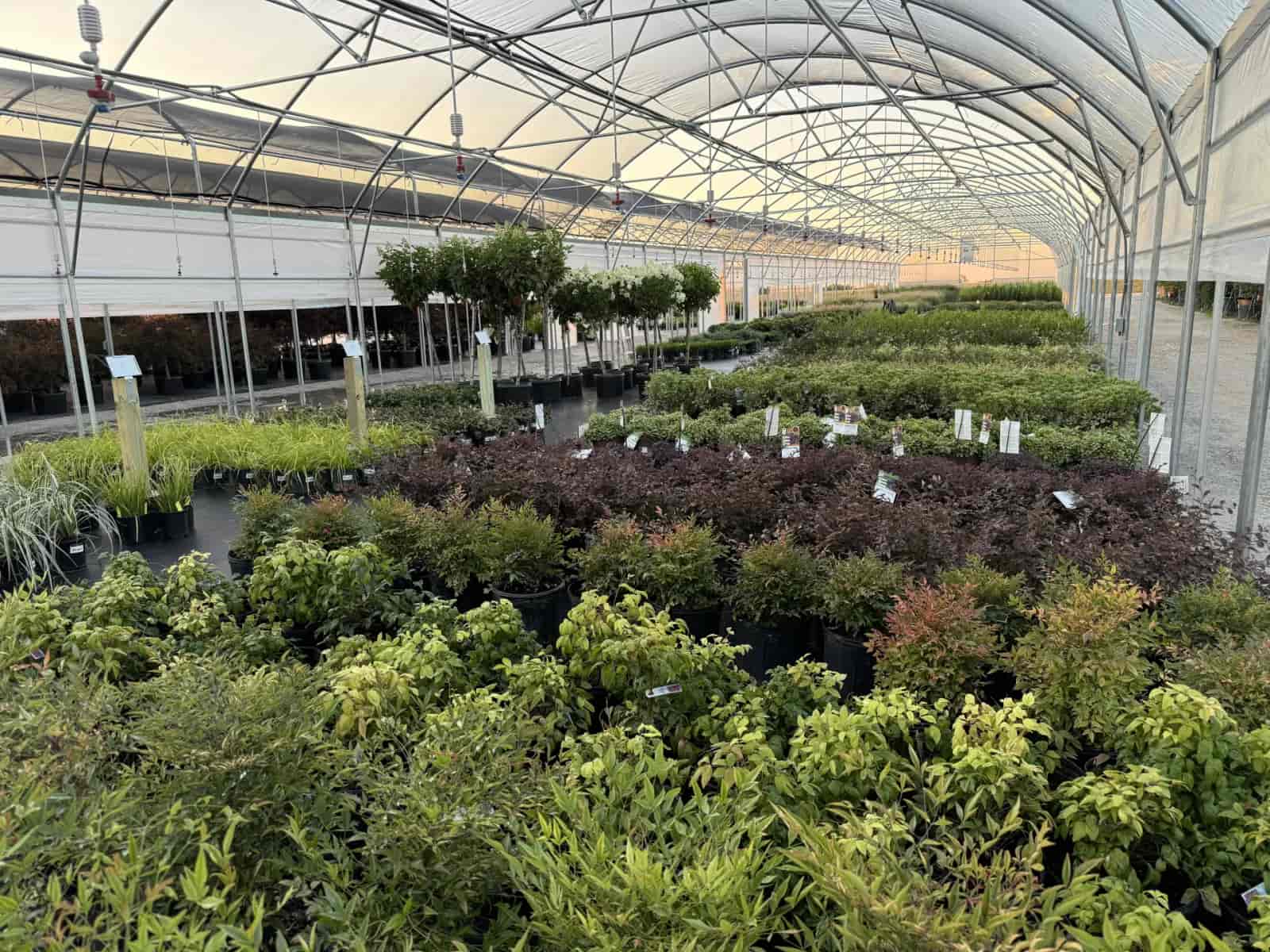 About Treeland Nursery