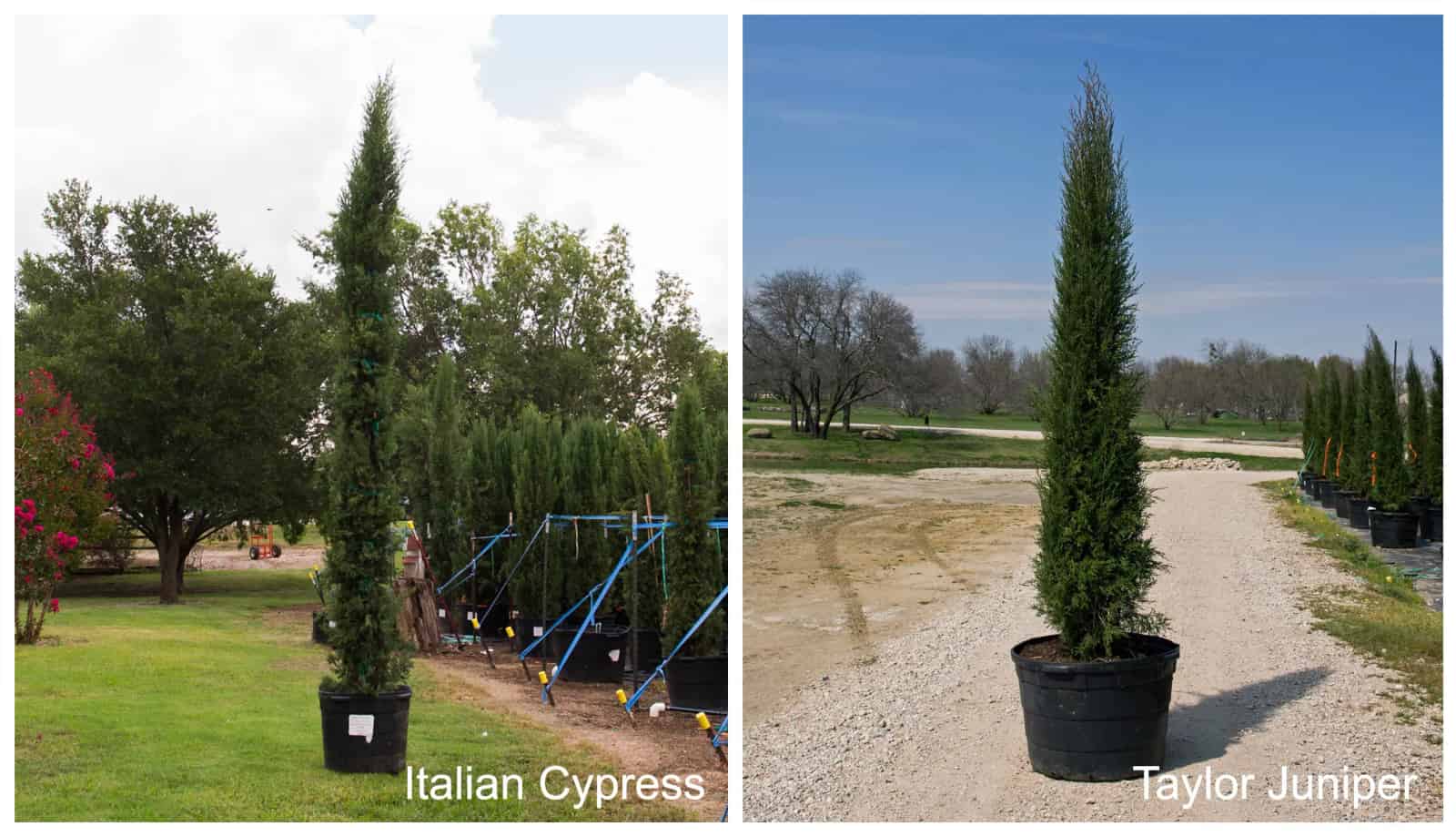 Italian Cypress vs. Taylor Juniper