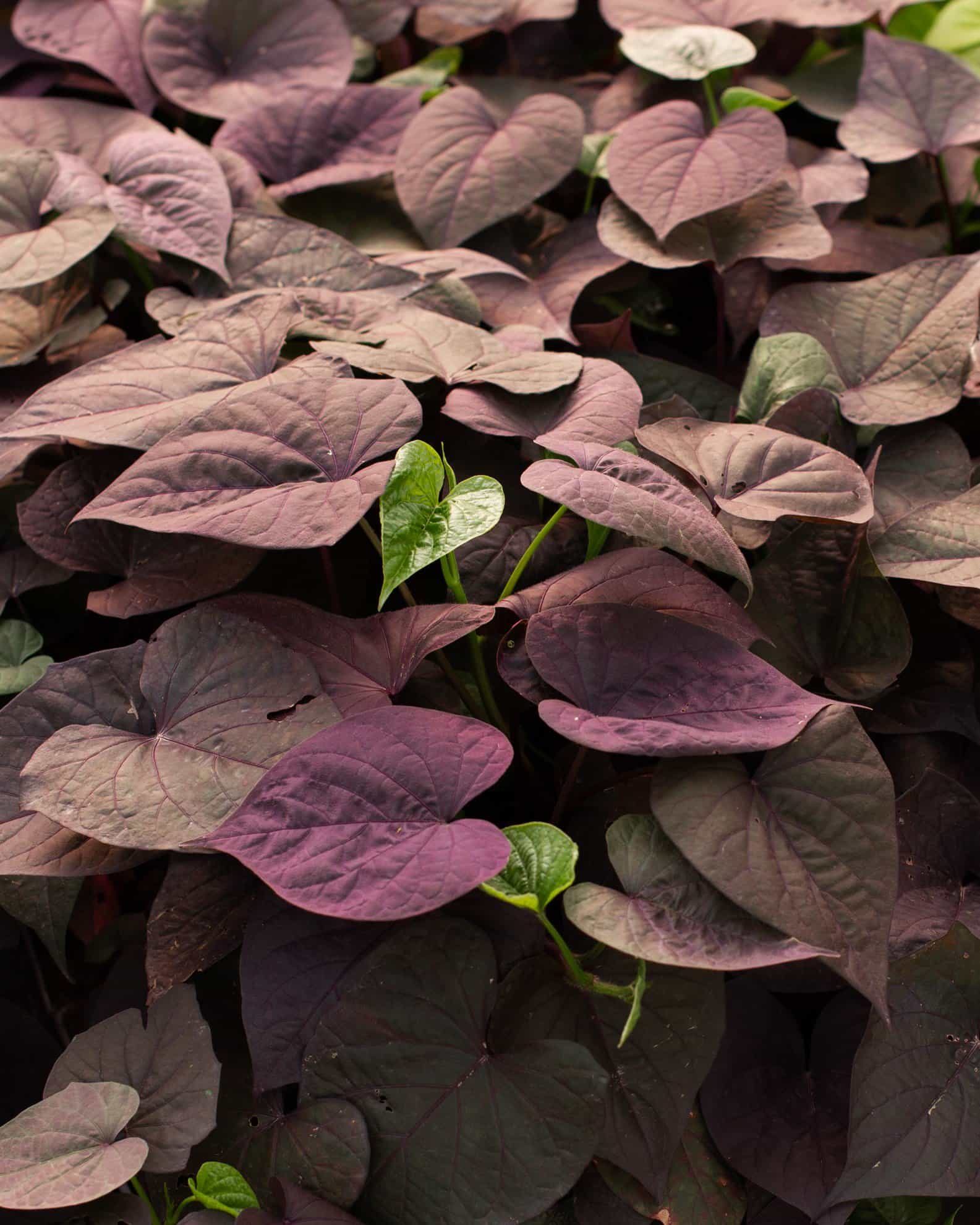 Ace of Spades Sweet Potato Vine