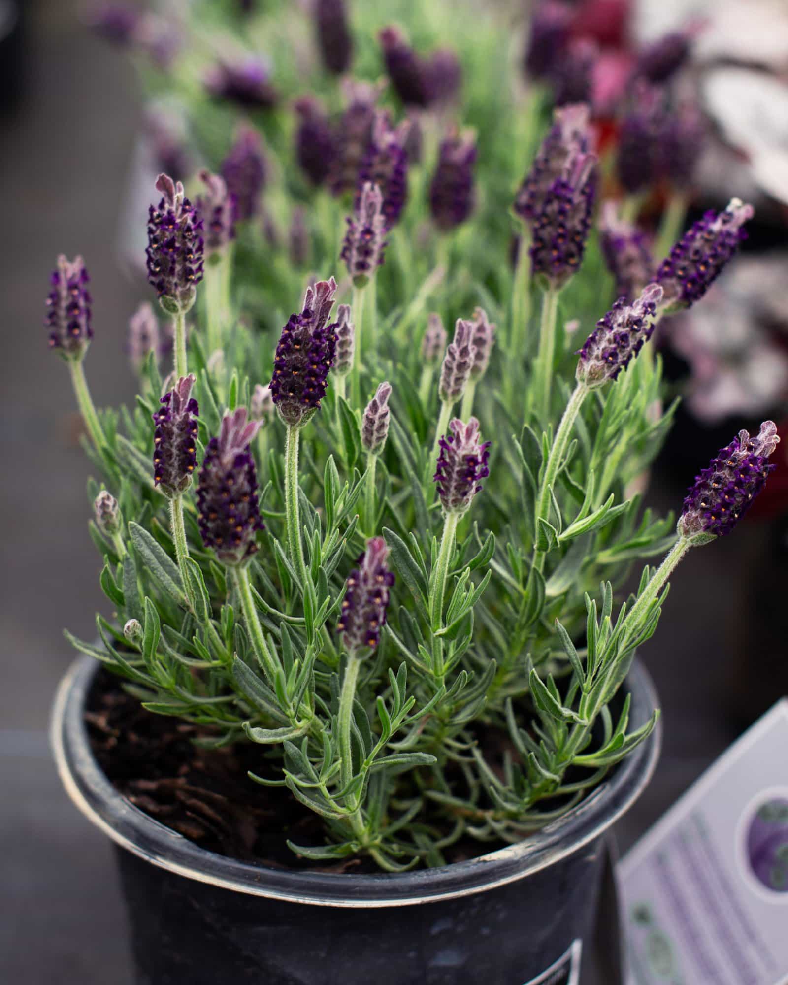 Anouk Dark Purple Lavender