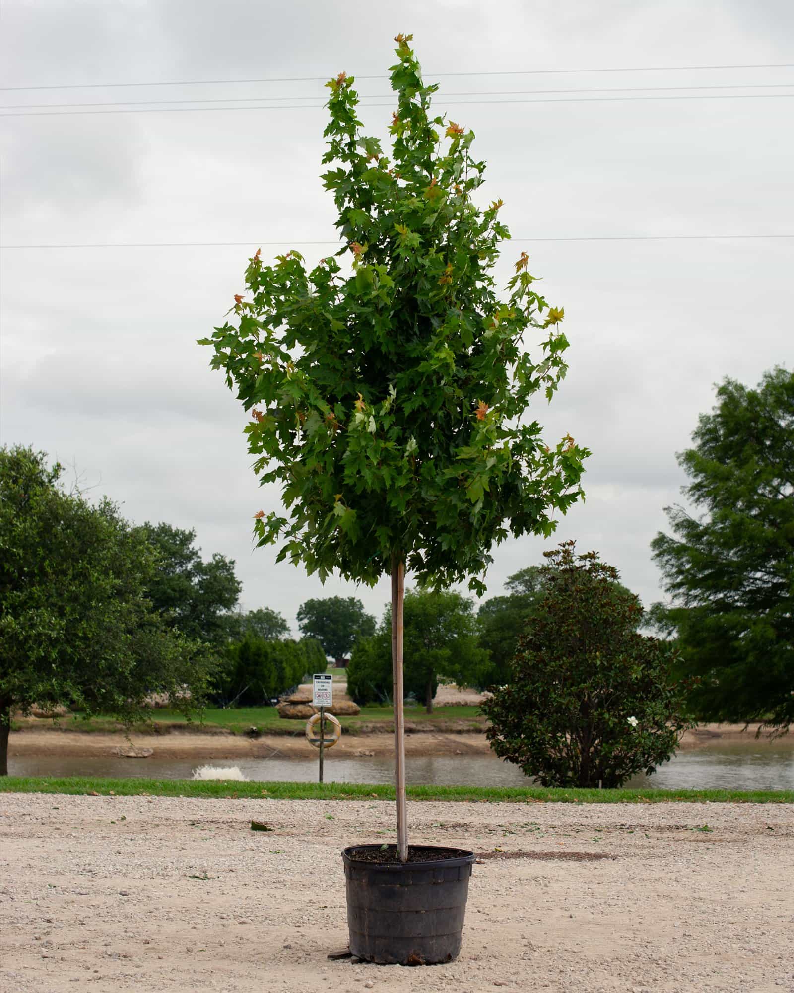 Autumn Blaze Maple