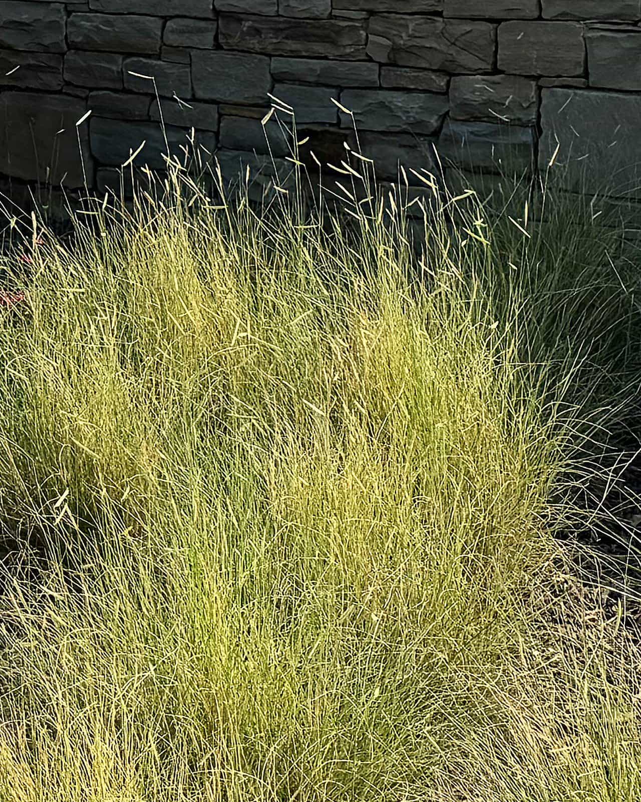 Blue Grama